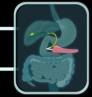 pancreasyviasbiliares