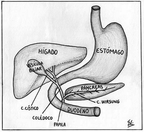 colangiopancreatografia-retrograda-endoscopica-cpre-20110314142025