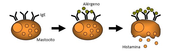 alergia-alimentaria